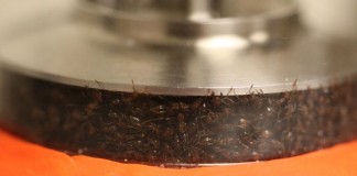 ants compressed