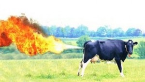 farting cow jet
