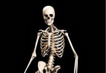 skeleton made of bones
