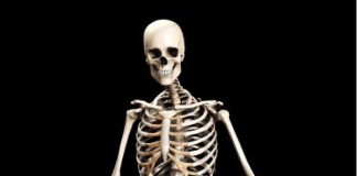 skeleton made of bones