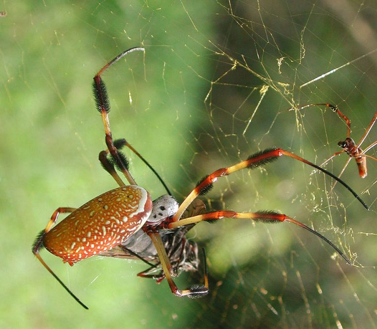 Golden Silk Spiders