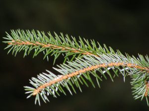 Plastic from pine needles