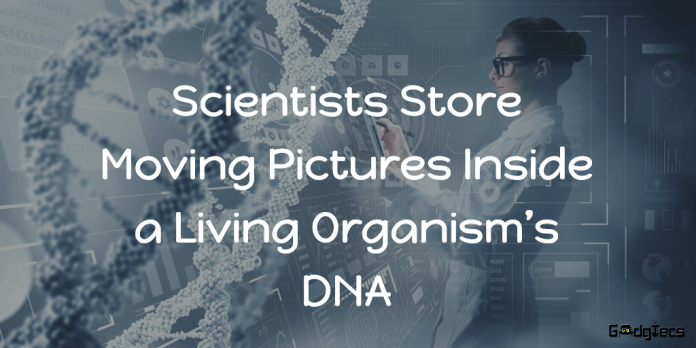 Scientists Store Moving Pictures Inside a Living Organism’s DNA