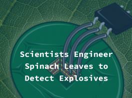 spinach leaves nanobionics explosives