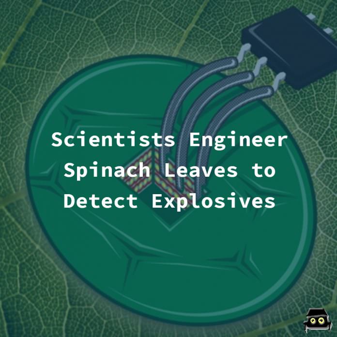 spinach leaves nanobionics explosives