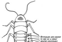 Cockroach-Spiracles main