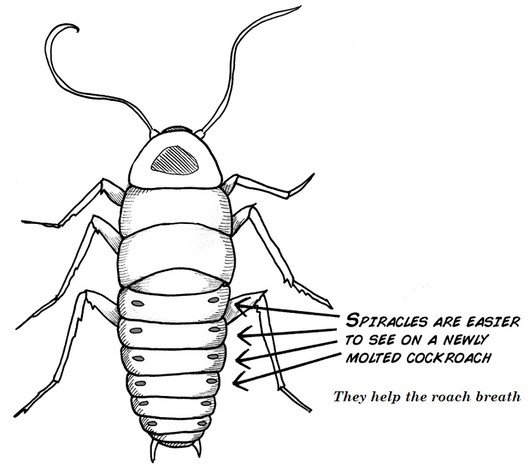 Cockroach-Spiracles main