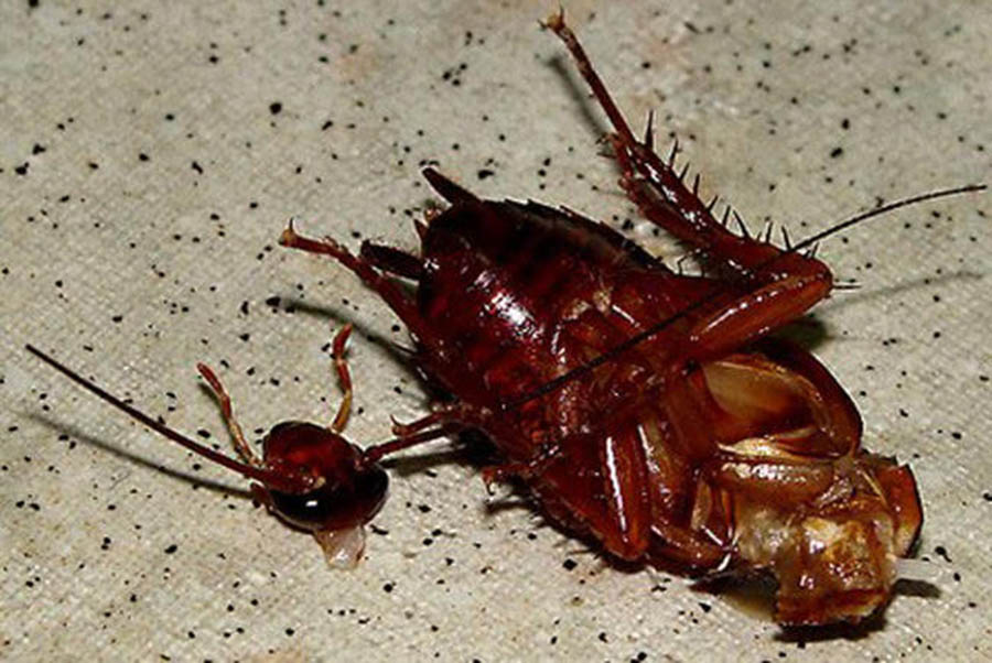 cockroach without head