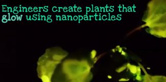 engineers create glowing plants