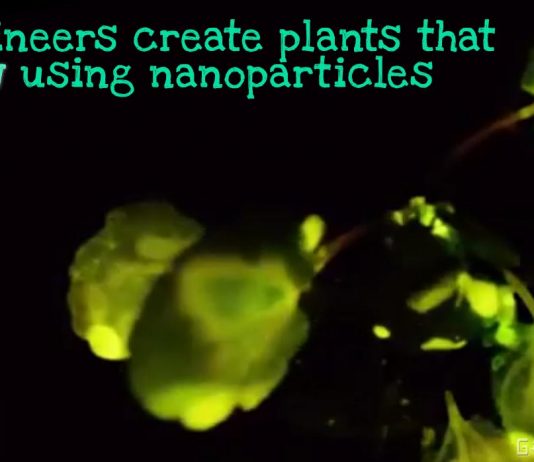engineers create glowing plants