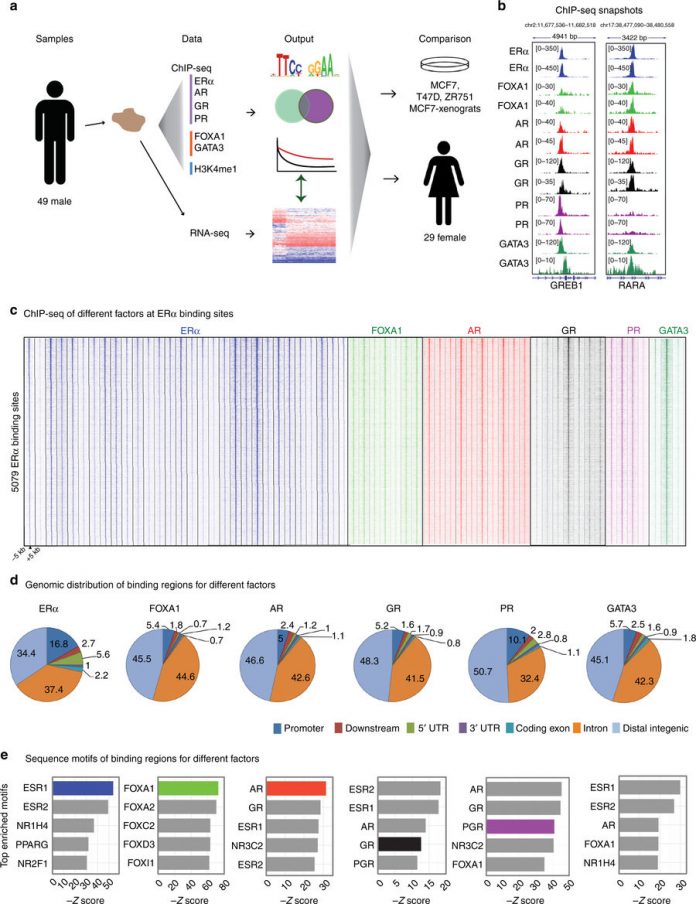 cancer breast men breast cancer men latest research