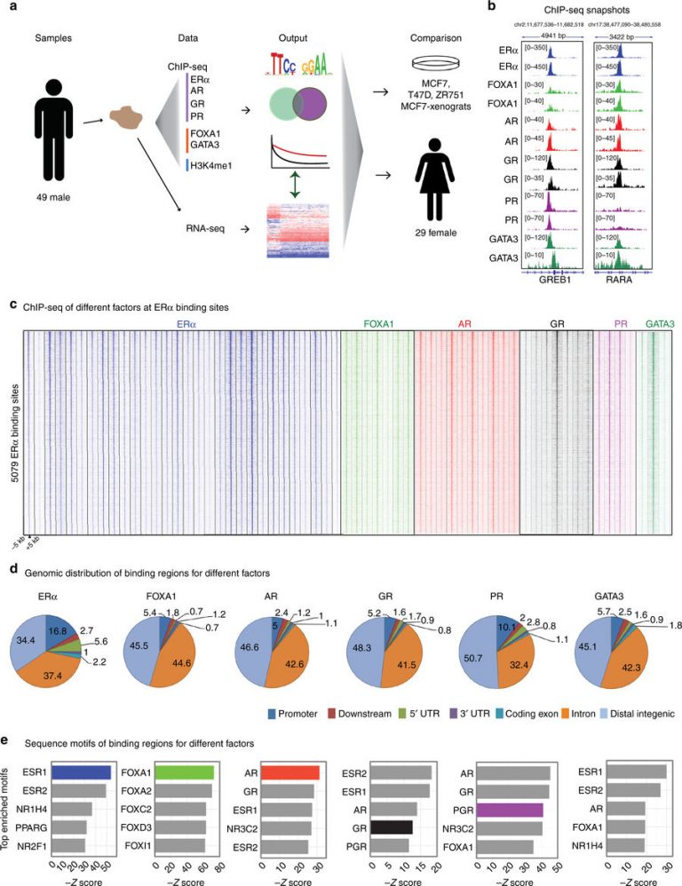 breast cancer men latest research
