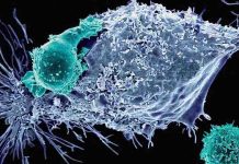 Modified T-Cells to kill cancer