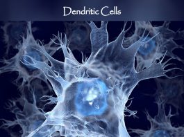 dendritic cells immune system