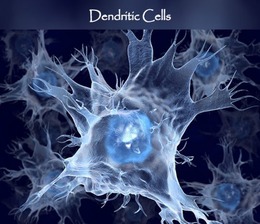 dendritic cells immune system
