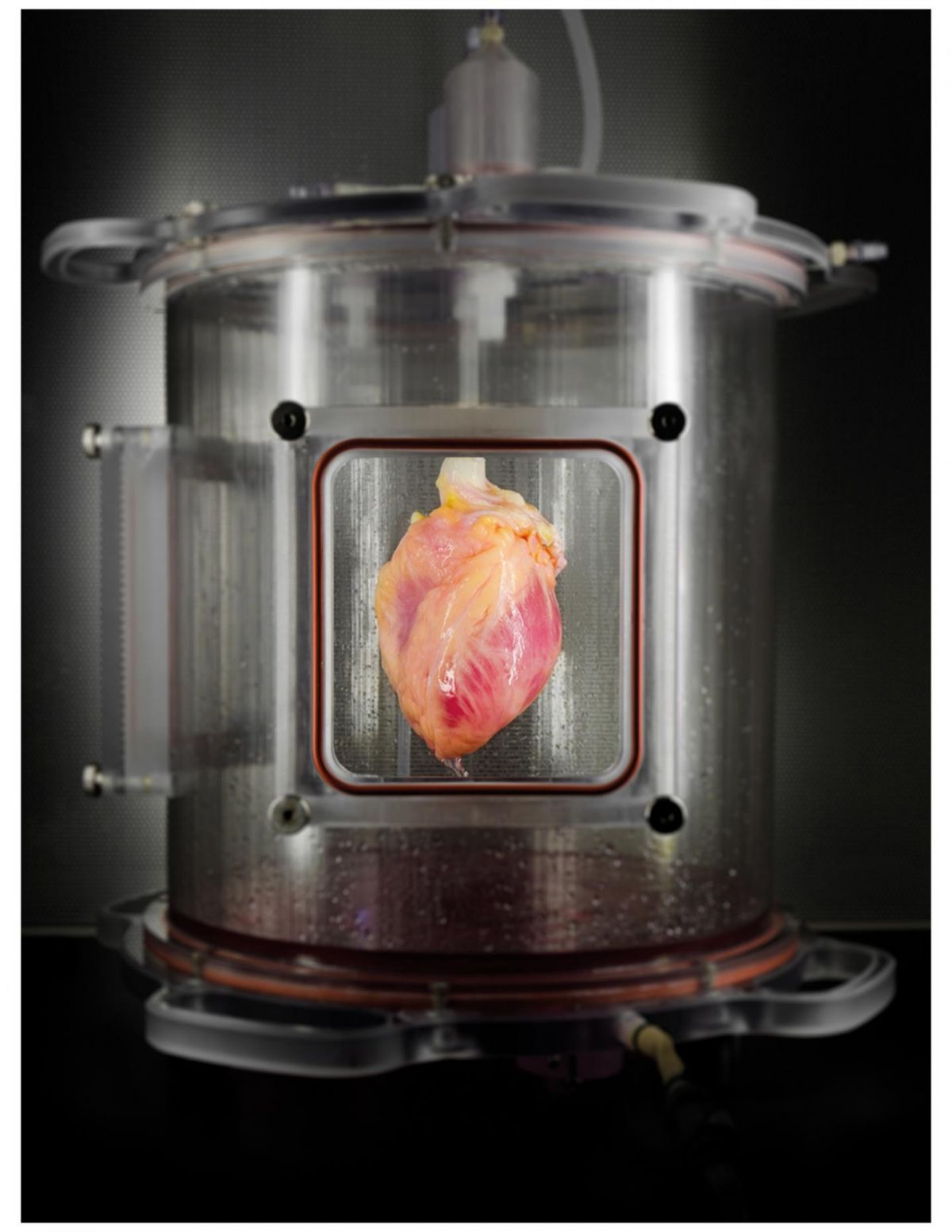 human heart in a bioreactor