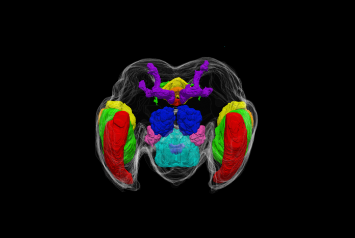 Mosquito Brains FrontView Mosquito Brains FrontView