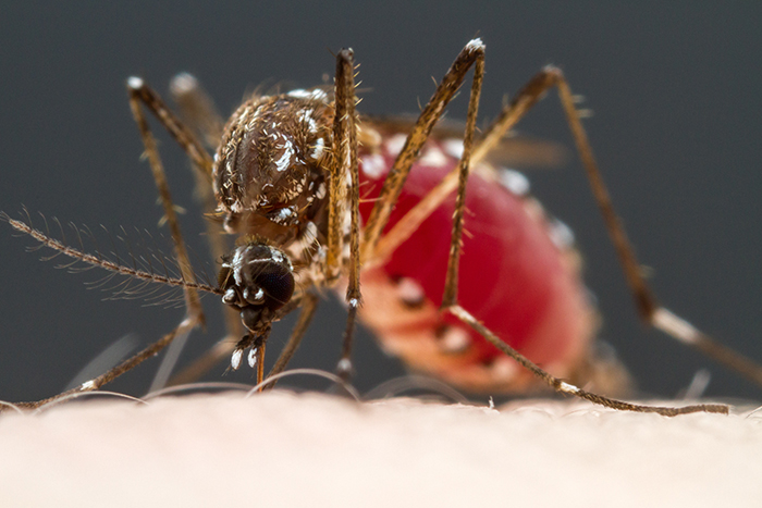 female mosquito drinking blood