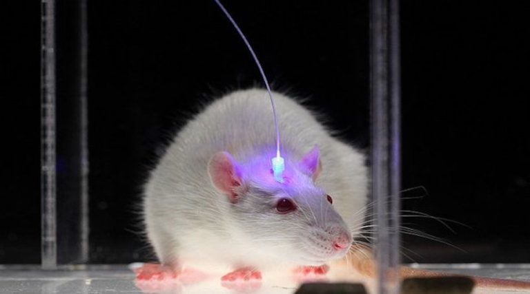 cyborg mice