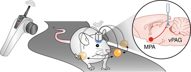 cyborg mice optogenetics